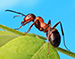 神奇的蚂蚁世界